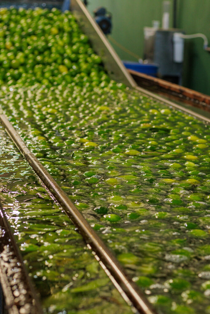 Sede da Frutas Don Vicente, exportadora de limão Tahiti em Itajobi, SP